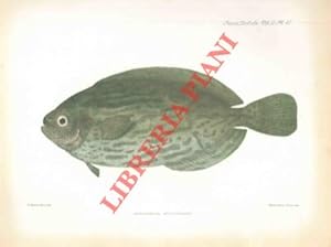 Bild des Verkufers fr Description of a specimen of Schedophilus medusophagus, a fish new to the british fauna. zum Verkauf von Libreria Piani