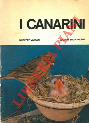 Imagen del vendedor de I canarini. Serinus canarius canarius. a la venta por Libreria Piani