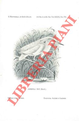 Seller image for Nota ornitologica sopra l'Ardeola idae, (Hartlaub) e cenno sul dicroismo di varii ardeidi. for sale by Libreria Piani