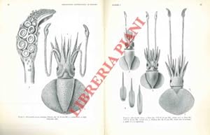 Seller image for A monograph of the Cephalopoda of the North Atlantic: the Family Cycloteuthidae. for sale by Libreria Piani