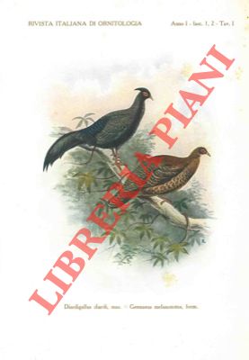 Seller image for Nota sopra alcuni ibridi fra il "Diardigallus diardi" Bp. ed il "Gennaeus melanonotus" (Blyth). for sale by Libreria Piani