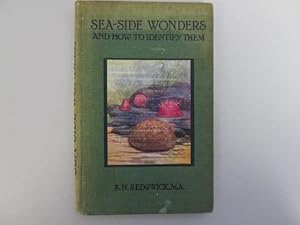 Bild des Verkufers fr Seaside Wonders and How to Identify Them zum Verkauf von Goldstone Rare Books