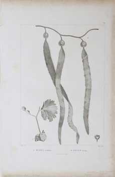 Bild des Verkufers fr Fucus vitifolius and hirtus [Seaweed] for Alexander von Humboldt's Latin American voyage: Plantes quinoxiales zum Verkauf von Wittenborn Art Books