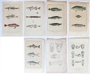 Bild des Verkufers fr The Animal Kingdom, arranged according to its Organisation, serving as a foundation for the Natural History of Animals, and an Introduction to Comparative Anatomy. --- 15 plates (all hand-colored) of FISH from: Vol II REPTILIA_PISCES. zum Verkauf von Magister Michalis, Internet-Antiquariat