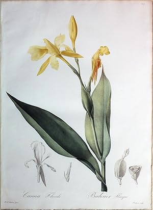 Flabby Leaved Canna/Canna Flaccida, Plate 107