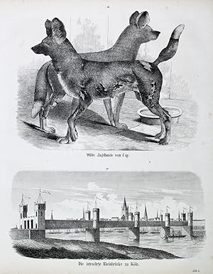 "Wilde Jagdhunde vom Cap. Die intendirte Rheinbrücke zu Köln" originale Lithographie auf Papier (...