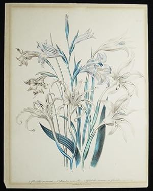 1. Gladiolus Recurvus. -- 2. Gladiolus Versicolor. -- 3. Gladiolus Carneus. -- 4. Gladiolus Cuspi...