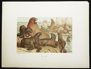 Sea Lion [chromolithograph printed by L. Prang & Co.]