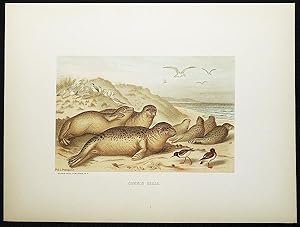 Common Seals [chromolithograph printed by L. Prang & Co.]