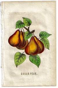 Original 1847 Hand Colored Botanical Engraving of a Sugar Pear