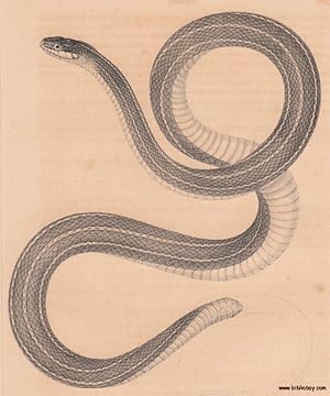 Antique Engraved Print of Faiey's Garter Snake