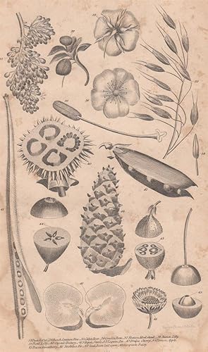 An Original 1821 Botanical Engraving of Various Plants from the British Encyclopedia : or Diction...