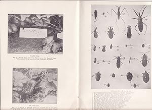 Imagen del vendedor de The Monthly Bulletin of the Division of Zoology Vol. IV, No. 2 a la venta por biblioboy