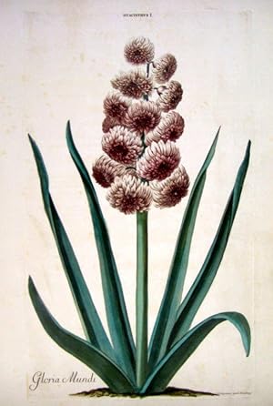 HORTUS NITIDISSIMIS . : Hyacinthus I; Gloria Mundi (print)