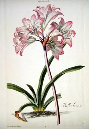 HORTUS NITIDISSIMIS . : Lilio - Narcissus I; Belladonna (print)