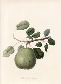 The Wormsley Bergamot Pear. (print)