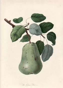 The Colmart Pear. (print)