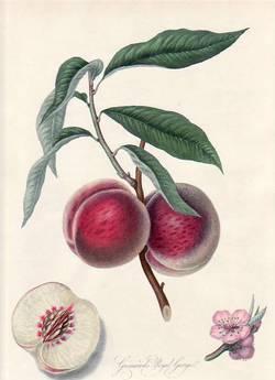 Grimwood's Royal George, or the Gross Mignonne Peach. (print)