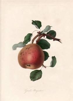 Gansell's Bergamot Pear. (print)