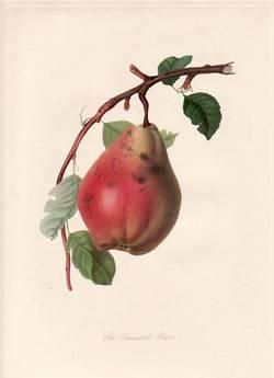 The Chaumontel Pear. (print)