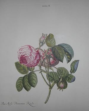 HORTUS NITIDISSIMIS . : Rosa II; The Moss Provence Rose (print)