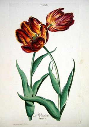 HORTUS NITIDISSIMIS . : Tulip II; La Solitaire Brune (print)