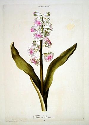 HORTUS NITIDISSIMIS . : Hyacinthus IV; Feu D'amour (print)