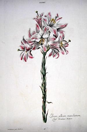 HORTUS NITIDISSIMIS . : Lilium I; Lilum Album Maculatum (print)