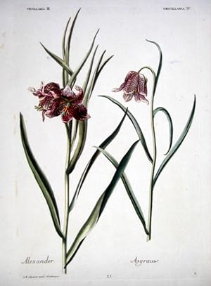 HORTUS NITIDISSIMIS . : Fritillaria III; Alexander [and] Fritillaria IV; Asgrauw (print)