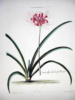 HORTUS NITIDISSIMIS . : Lilio Narcissus V; Japan-Lily Wiht Lesser Flowerr (print)