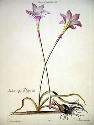 HORTUS NITIDISSIMIS . : Lilio - Narcissus VI; Indian Lily-daffodil (print)