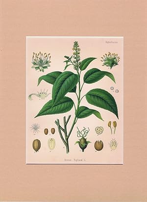 Croton Tiglium L. (Euphorbiaceae). Purgir-Kroton. Chromolithographie aus H. Koehler: 'Medizinal-P...