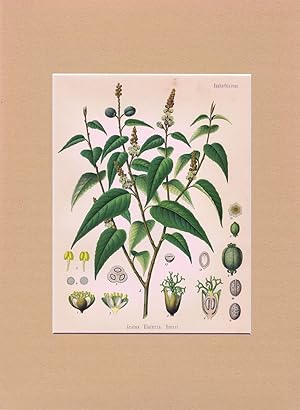 Croton Eluteria Bennet (Euphorbiaceae). Kaskarille, Croton, Schakarille. Chromolithographie aus H...