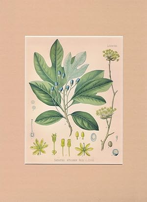 Sassafras officinale Ness v. Esenb. (Lauraceae). Sassafras. Chromolithographie aus H. Koehler: 'M...