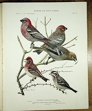 Seller image for BIRDS OF NEW YORK plate 77 Crossbill & White Winged Crossbill for sale by Quiet Friends  IOBA