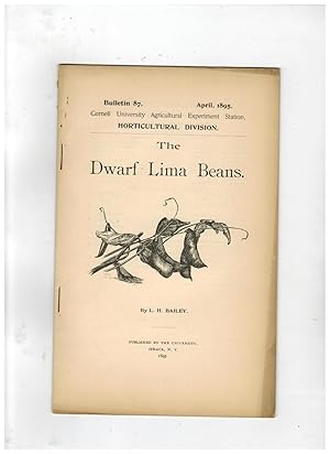 THE DWARF LIMA BEANS