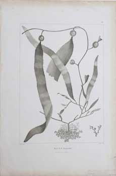 Bild des Verkufers fr Fucus Humboldtii [Seaweed] for Alexander von Humboldt's Latin American voyage: Plantes quinoxiales zum Verkauf von Wittenborn Art Books