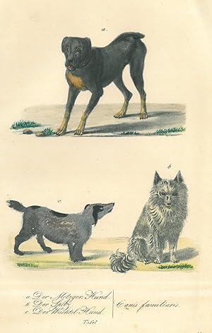 HUNDE. "a. Der Metzger-Hund. b. Der Spitz. c. Der Wachtel-Hund". Drei Darstellungen auf einem Blatt.