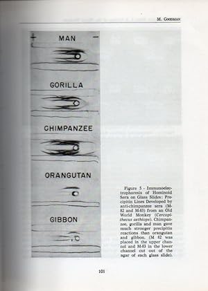 Seller image for Taxonomy and Phylogeny of old World Primates with References to the for sale by Clivia Mueller