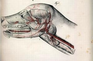 Anatomische Abbildungen der Haussäugethiere 15tes Heft