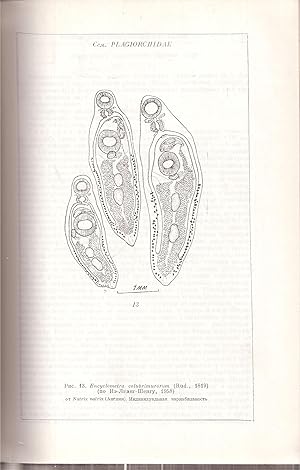 Imagen del vendedor de Trematode bei Tier und Mensch a la venta por Clivia Mueller