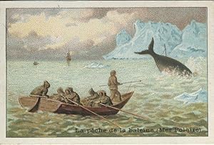 Chocolat Magniez-Baussart Amiens advertising card describing Whaling in the Polar Sea