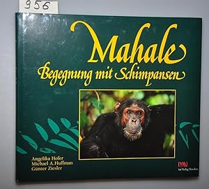 Mahale - Begegnung mit Schimpansen