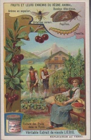 Immagine del venditore per Culture de fruits dans le Tyrol. venduto da Studio Bibliografico Adige