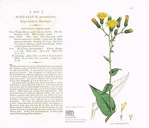 Hieracium prenanthoides. Rough-bordered Hawkweed. Rau-umrandetes Habichtskraut. Altkolorierter Or...