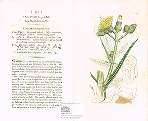 Sonchus palustris. Tall Marsh Sow-thistle. Hohe Marsch Gänsedistel. Altkolorierter Original-Kupfe...