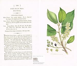Prunus Padus. Bird Cherry. Vogelkirsche. Altkolorierter Original-Kupferstich bei Sowerby 1804