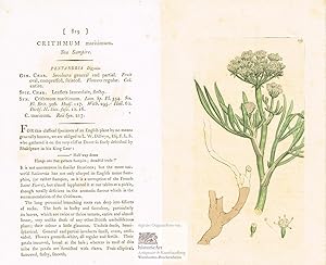 Crithmun maritinum. Sea Sampire. See Queller. Altkolorierter Original-Kupferstich bei Sowerby 1801