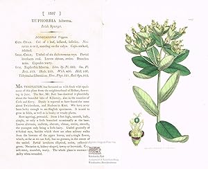 Euphorbia hiberna. Irish Spurge. Irischer Wolfsmilch. Altkolorierter Original-Kupferstich bei Sow...