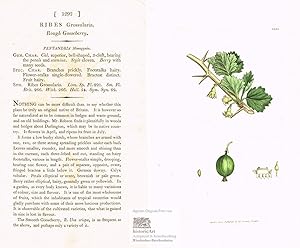 Ribes Grossularia. Rough Gooseberry. Raue Stachelbeere. Altkolorierter Original-Kupferstich bei S...